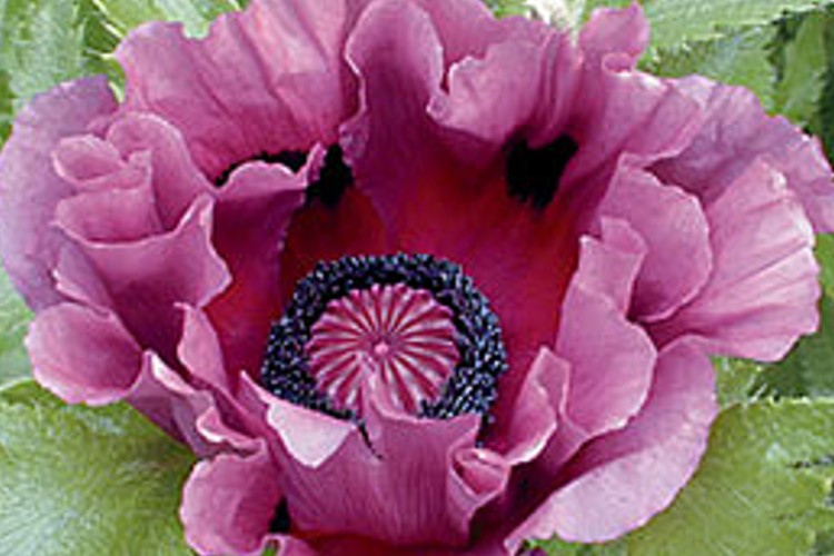 Captivating Patty's Plum Oriental Poppy in full bloom, a floral delight.