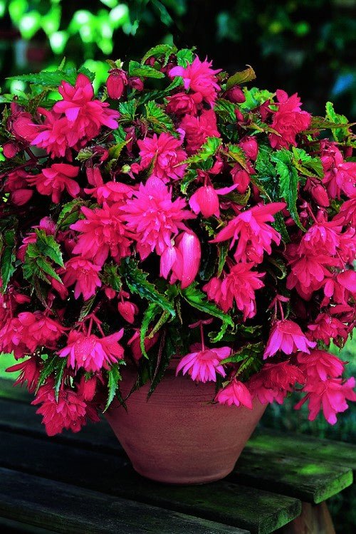 Begonia - Pendula Pink