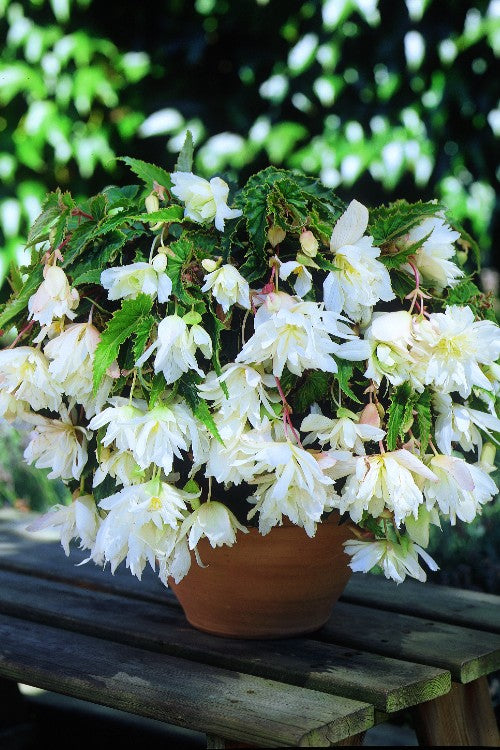 Pendula Begonia White - Begonia Bulbs