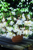Load image into Gallery viewer, Pendula Begonia White - Begonia Bulbs