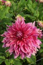Dahlia - Emory Paul