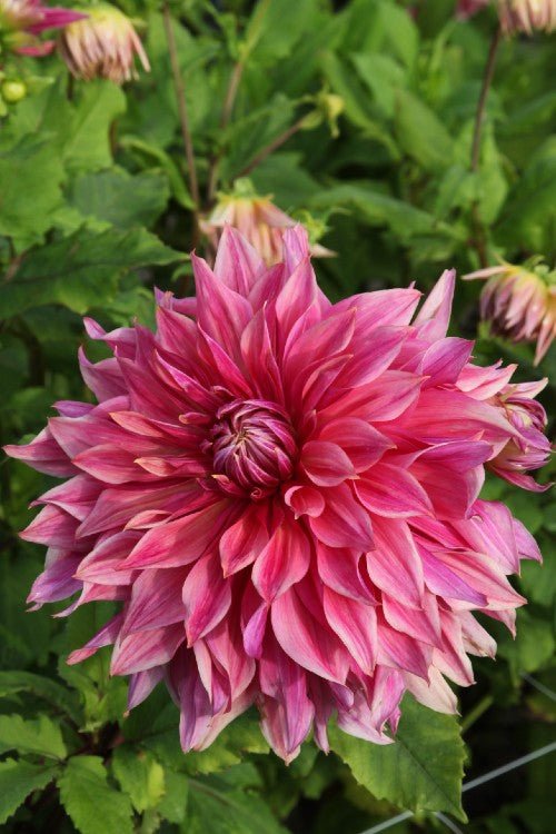 Dahlia - Emory Paul