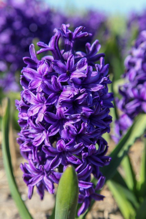 Hyacinth - Peter Stuyvesant