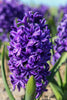 Close-up of Hyacinth peter stuyvesant with purple florets and green foliage
