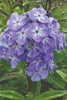 Blue Boy - Phlox Bulbs