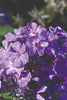 Load image into Gallery viewer, Phlox Blue Paradise