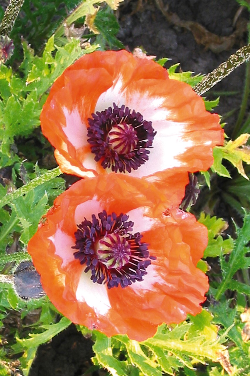 A beautiful Oriental Poppy, called Picotee. With orange and white blooms