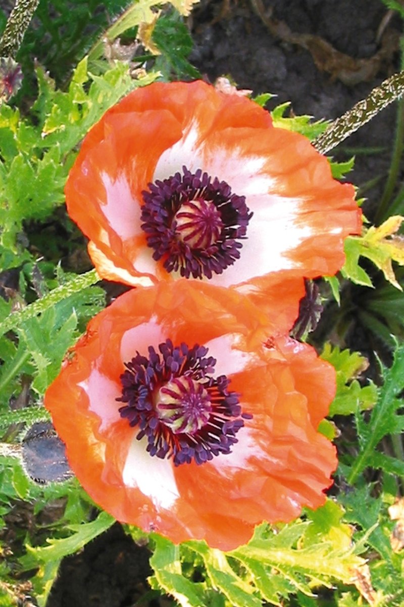 Papaver Orientale - Picotee