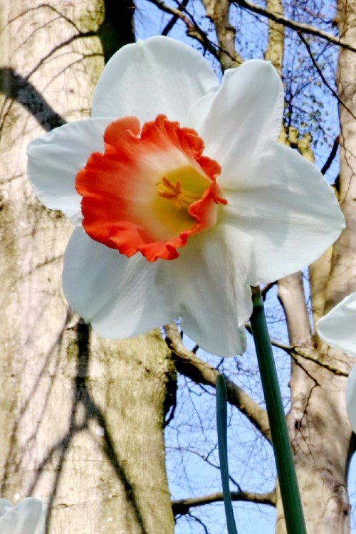 Daffodil - Pink Charm
