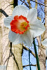 Close-up of Pink Charm Daffodil with white petals and orange heart