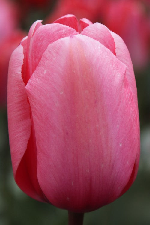 Close-up of a hot pink darwin hybrid tulip, called pink impression