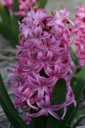 Close-up of Hyacinth Pink pearl with small florets and green stems