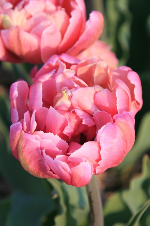Close-up of a double late tulip Pink Star, with pink full blooms