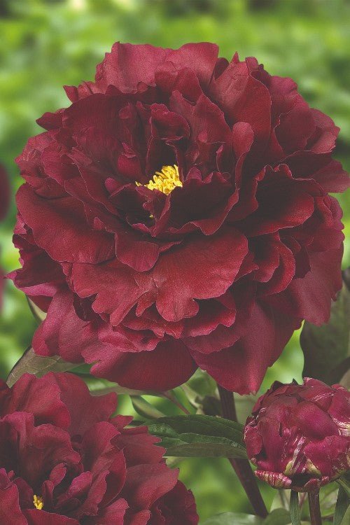 black beauty peony flower seeds Black Beauty - Peony Bulbs