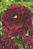 Load image into Gallery viewer, Captivating Black Beauty peony: a rich, velvety blossom delights senses