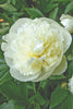 Pure white peony, Duchesse de Nemours, in garden with a green background