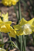 Two Pipit Daffodils with yellow petals and light yellow large cup