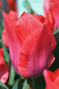Close-up of a Greigii tulips, called Portland with red-pink blooms