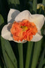 Precocious Daffodil white petals and a large ruffled, orange cup