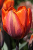 Close-up of Single early tulip princess Irene with red-orange petals