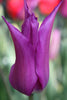 A Lily flowering tulip Purple dream, with purple and very elegant petals