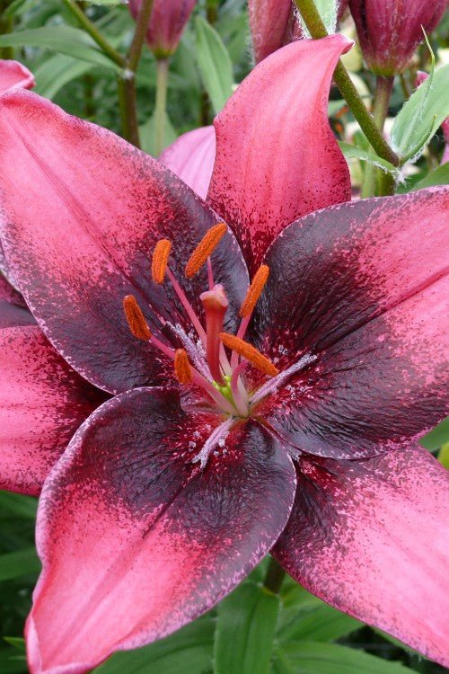 Lily - Purple Dream