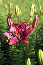 Lily - Purple Dream