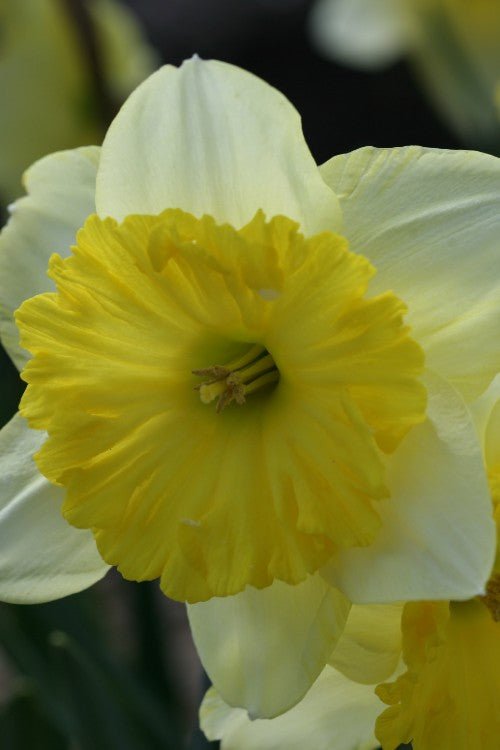Daffodil - Raoul Wallenberg