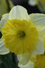 Close-up of Raoul Wallenberg Daffodil in completely yellow petals and cup