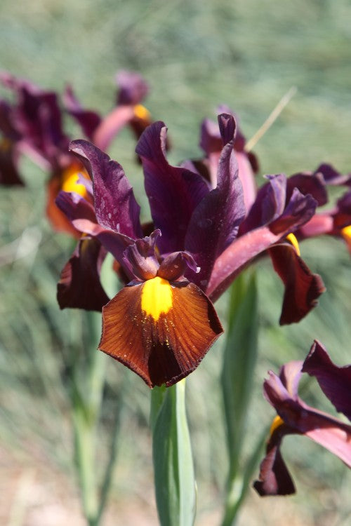 Captivating Red Ember Dutch Iris blooms with fiery elegance and burgundy color