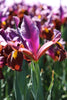 Striking Red Ember Dutch Iris: a beacon of beauty in gardens