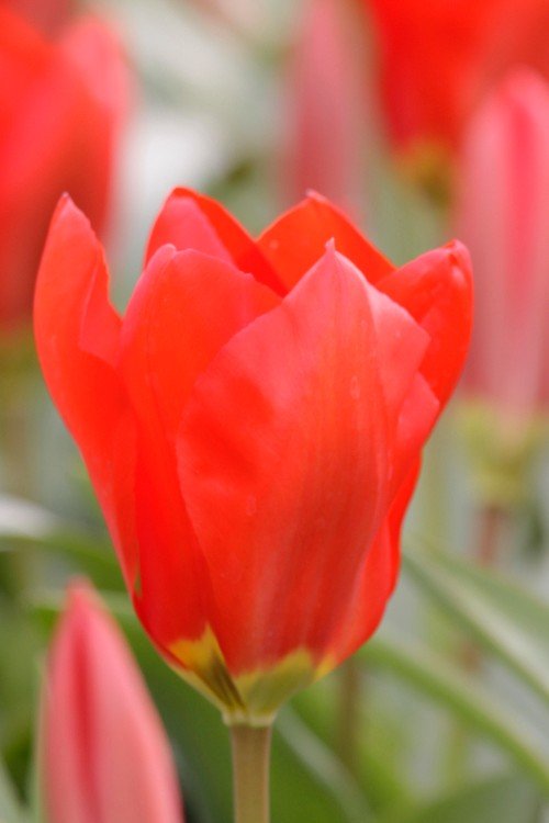Tulip - Red Emperor