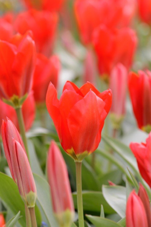Tulip - Red Emperor