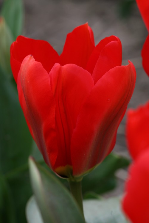 Fosteriana tulip Red Emperor has bright red petals in full bloom