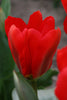 Load image into Gallery viewer, Fosteriana tulip Red Emperor has bright red petals in full bloom