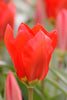 Vibrant red Fosteriana tulip named Red Emperor in full bloom