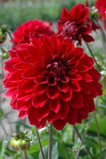 Dahlia - Red Fubuki