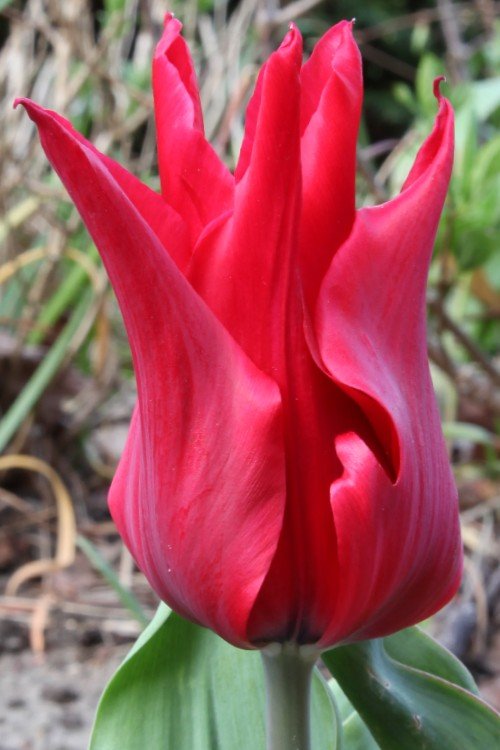 Tulip - Red Street
