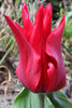 Close-up of lily flowering tulip red street, with red, elegant petals