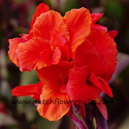 Red Canna