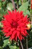Red Majorette - Dahlia Bulbs