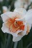 Close-up of Replete Daffodil, white petals and ruffled, pink-orange heart