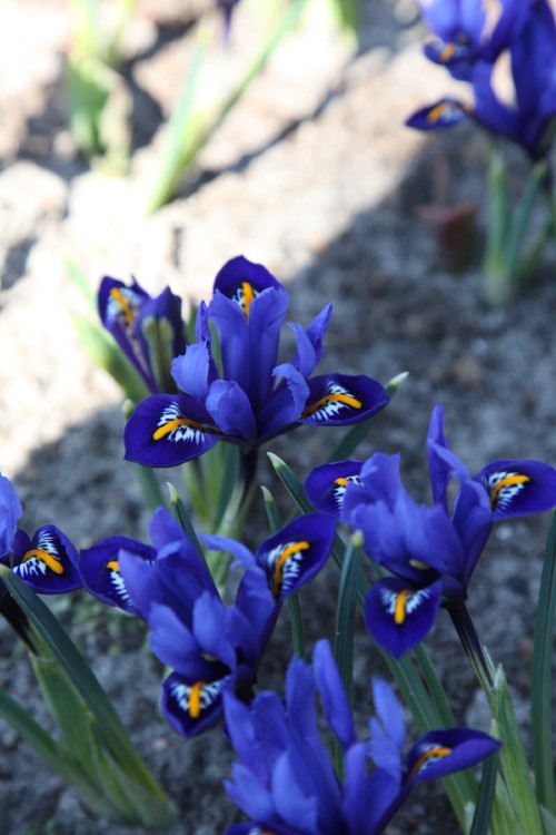 Group of Dwarf Iris Reticulata, with blue blooms and white drawings
