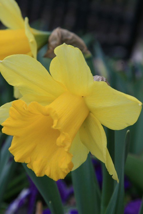 Daffodil - Rijnveld's Early Sensation