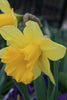 Close-up of Rijnveld's Early Sensation with white petals and yellow cup