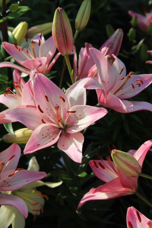 rosella's dream asiatic lily Rosella's Dream