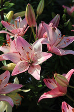 Lily - Rosella's Dream