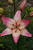 Load image into Gallery viewer, Rosella&#39;s Dream - Lily Bulbs