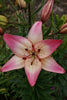 Rosella's Dream - Lily Bulbs