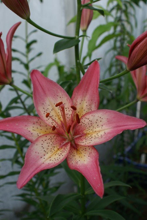 Lily - Rosella's Dream